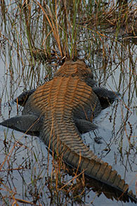 Alligator Alligator photo by Elise Pearlstine