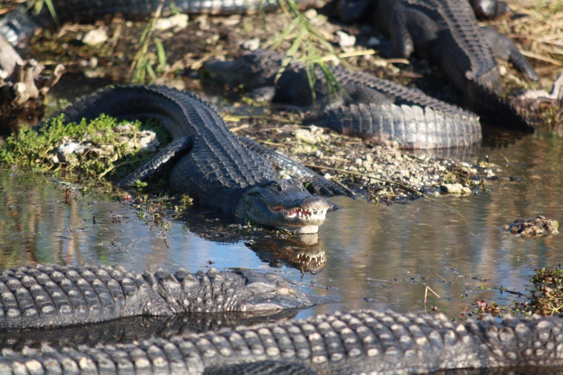 Alligator photo by Leslie Velarde, NPS