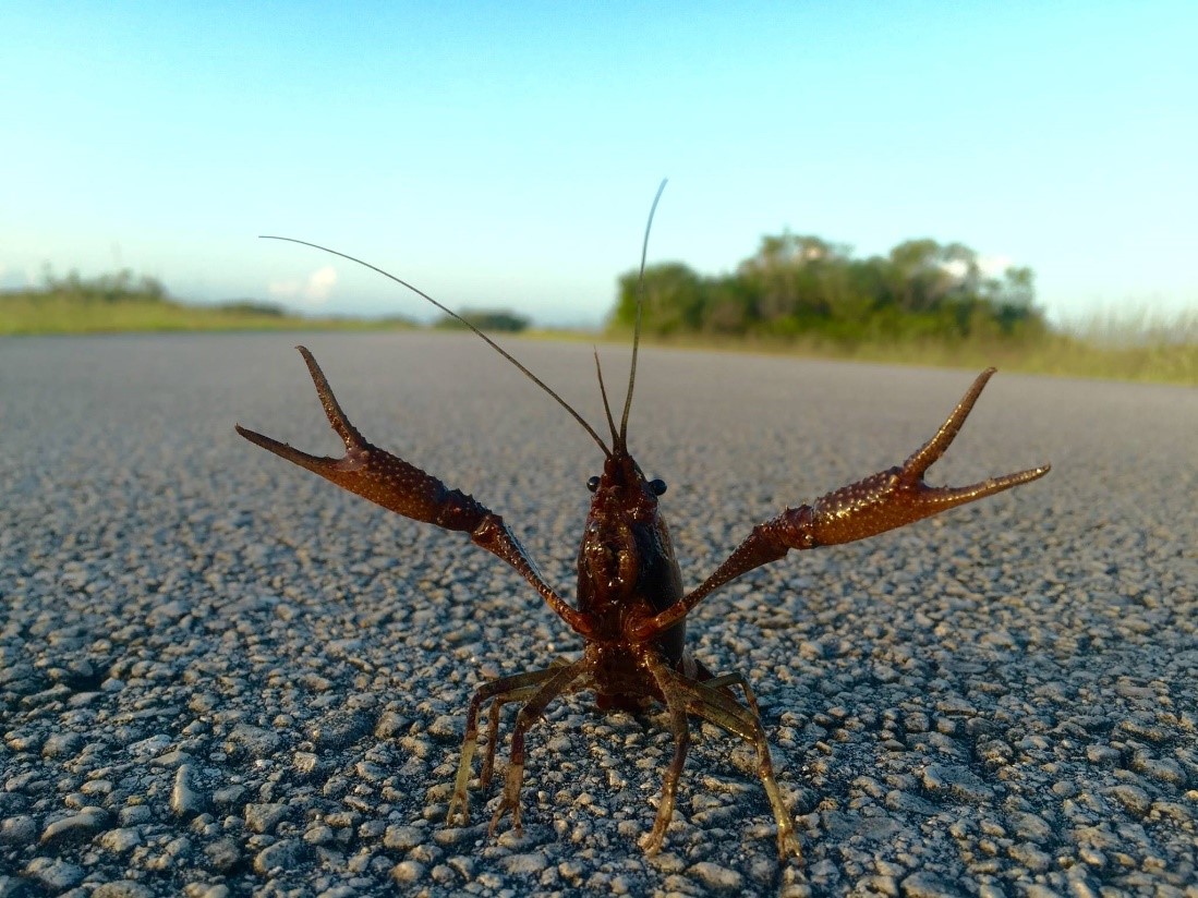 Crayfish photo by ENP
